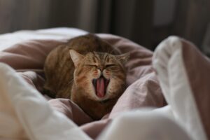 営業で涙が出る理由とは何ですか？